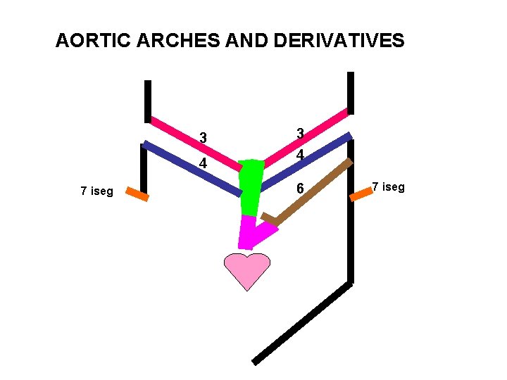 AORTIC ARCHES AND DERIVATIVES 3 4 7 iseg 3 4 6 7 iseg 