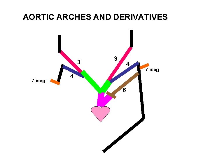 AORTIC ARCHES AND DERIVATIVES 3 7 iseg 3 4 4 6 7 iseg 