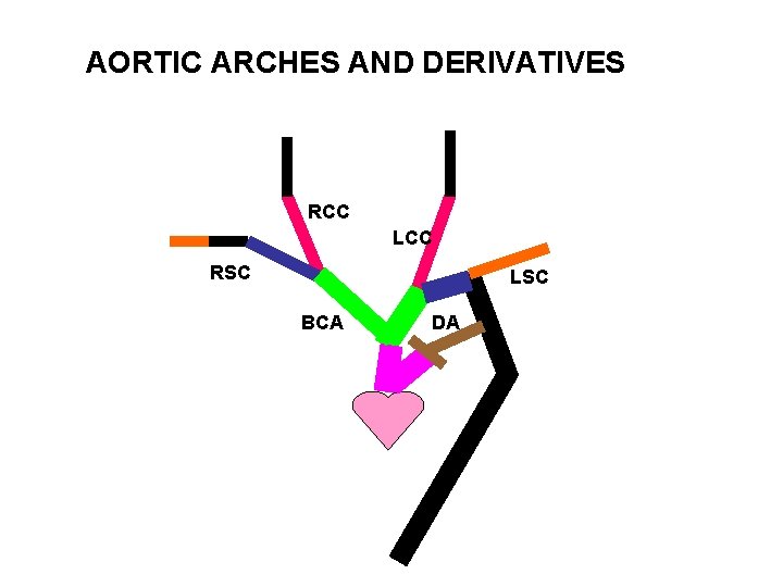 AORTIC ARCHES AND DERIVATIVES RCC LCC RSC LSC BCA DA 