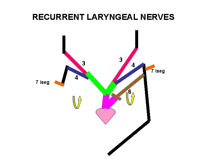 RECURRENT LARYNGEAL NERVES 3 7 iseg 3 4 4 6 7 iseg 