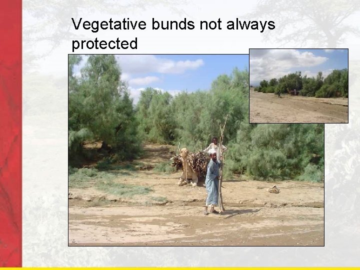 Vegetative bunds not always protected 