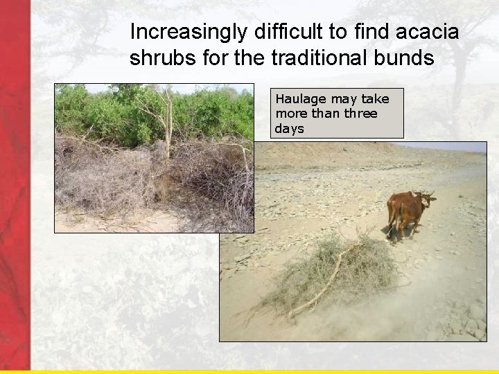 Increasingly difficult to find acacia shrubs for the traditional bunds Haulage may take more