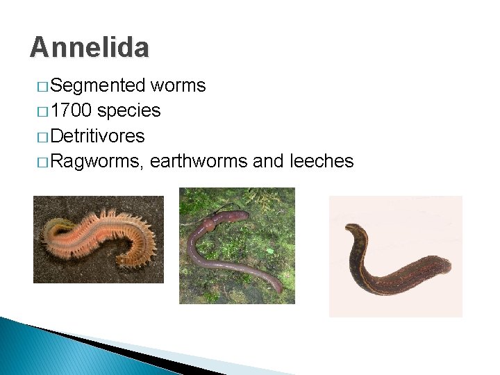 Annelida � Segmented worms � 1700 species � Detritivores � Ragworms, earthworms and leeches