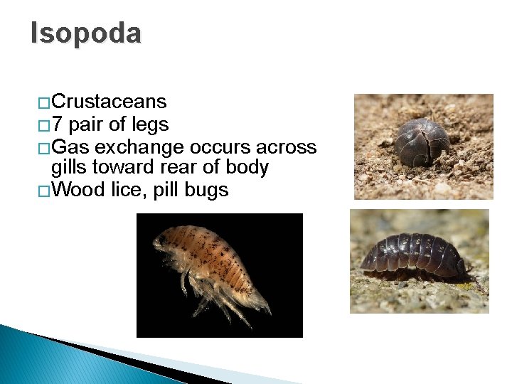 Isopoda �Crustaceans � 7 pair of legs �Gas exchange occurs across gills toward rear