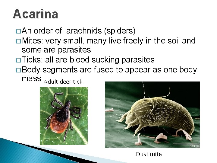 Acarina � An order of arachnids (spiders) � Mites: very small, many live freely