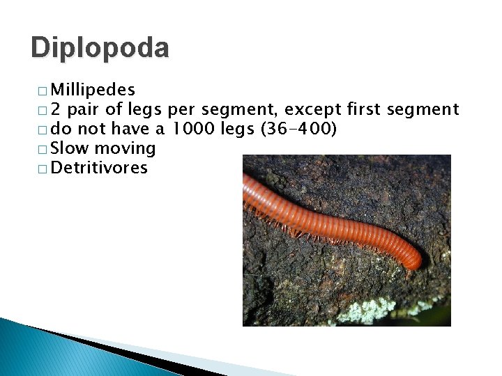 Diplopoda � Millipedes � 2 pair of legs per segment, except first segment �