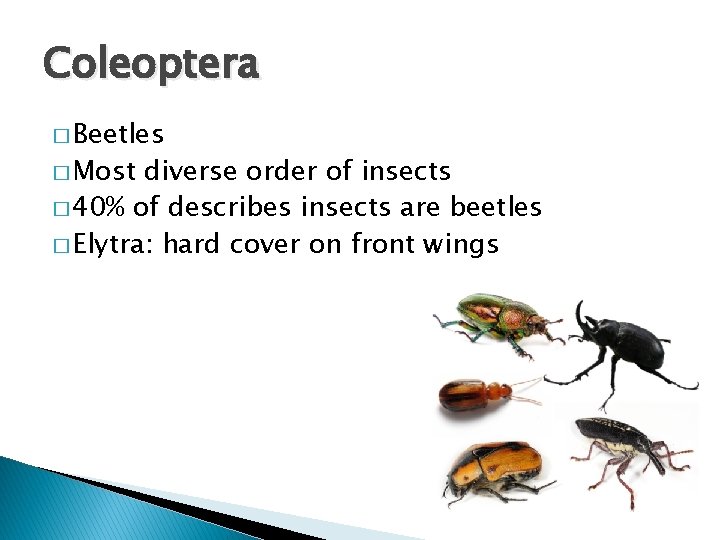 Coleoptera � Beetles � Most diverse order of insects � 40% of describes insects