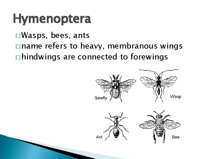 Hymenoptera � Wasps, bees, ants � name refers to heavy, membranous wings � hindwings