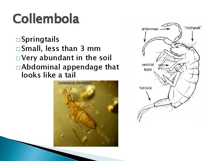 Collembola � Springtails � Small, less than 3 mm � Very abundant in the