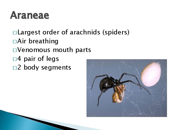 Araneae � Largest order of arachnids (spiders) � Air breathing � Venomous mouth parts