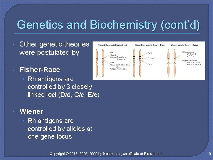 Genetics and Biochemistry (cont’d) Other genetic theories were postulated by Fisher-Race • Rh antigens