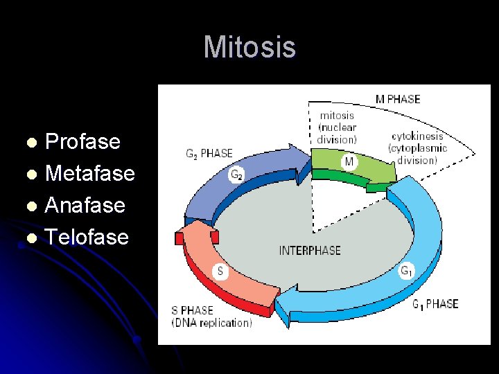 Mitosis Profase l Metafase l Anafase l Telofase l 