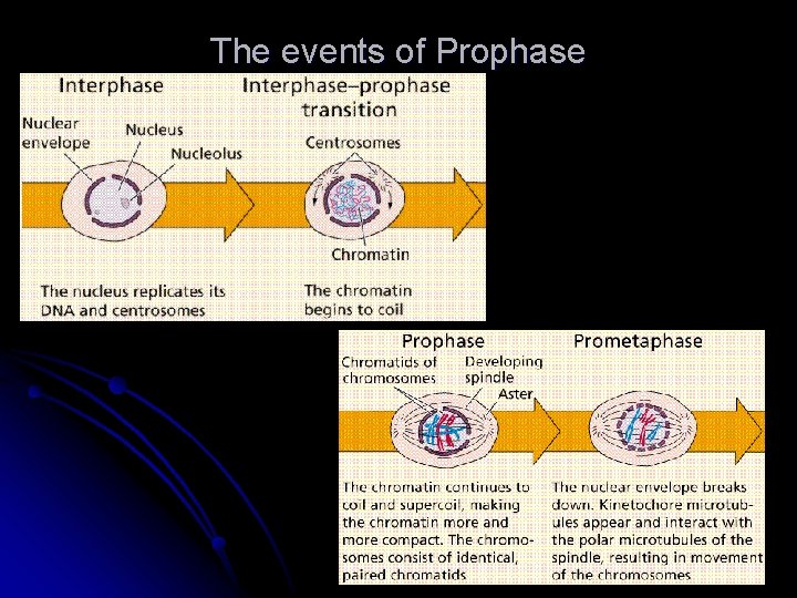 The events of Prophase 