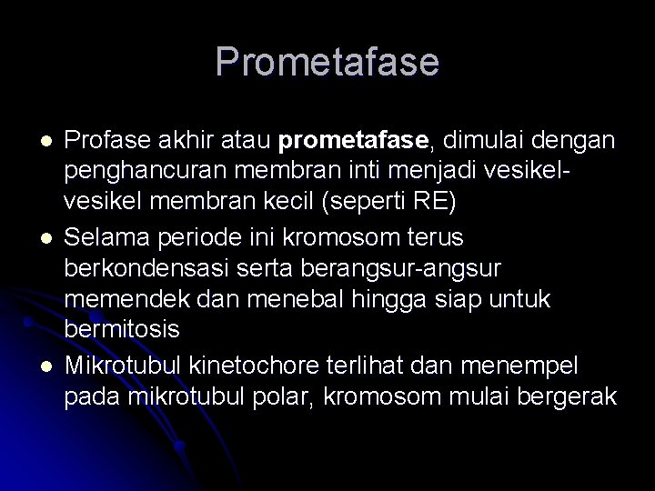 Prometafase l l l Profase akhir atau prometafase, dimulai dengan penghancuran membran inti menjadi