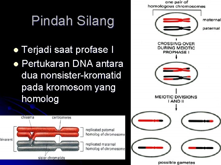 Pindah Silang Terjadi saat profase I l Pertukaran DNA antara dua nonsister-kromatid pada kromosom