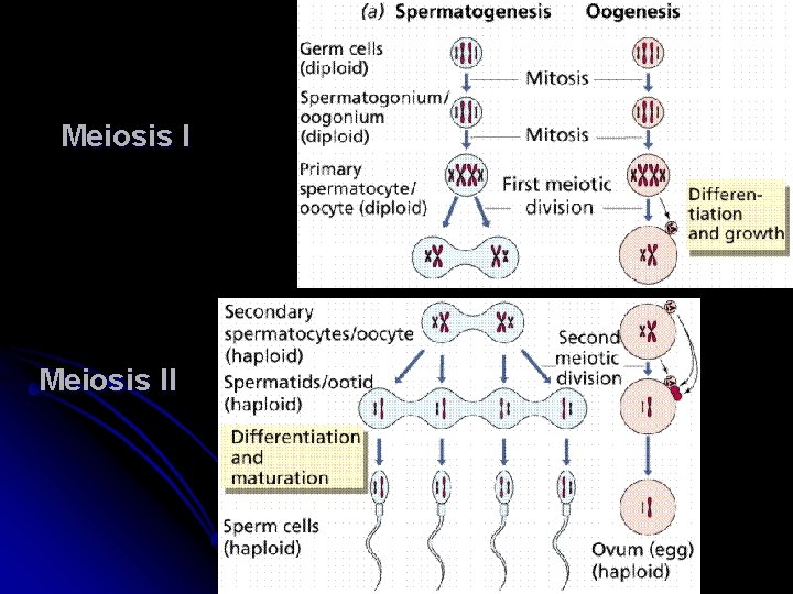 Meiosis II 