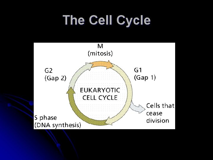 The Cell Cycle 