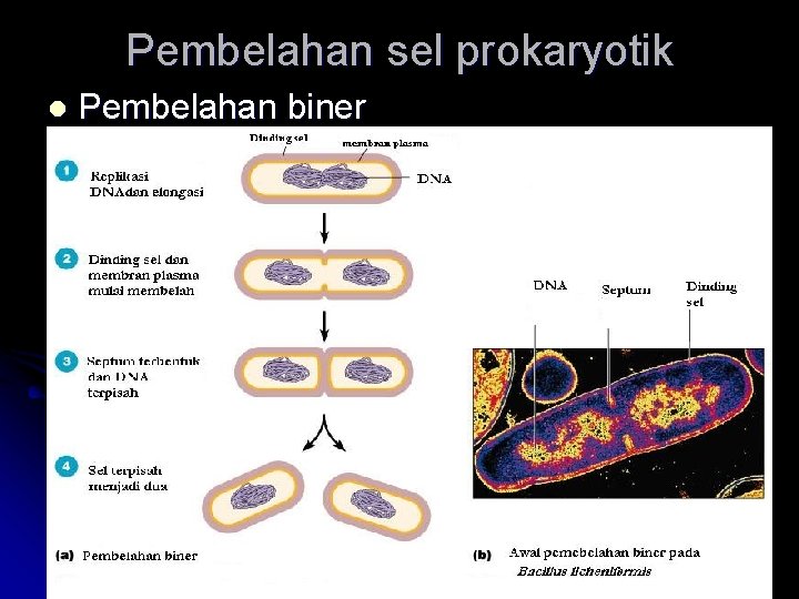 Pembelahan sel prokaryotik l Pembelahan biner 