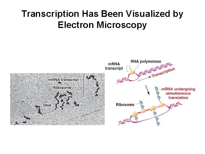 Transcription Has Been Visualized by Electron Microscopy 