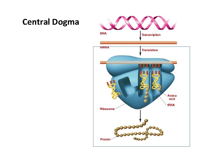 Central Dogma 