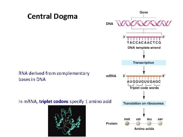 Central Dogma RNA derived from complementary bases in DNA In m. RNA, triplet codons