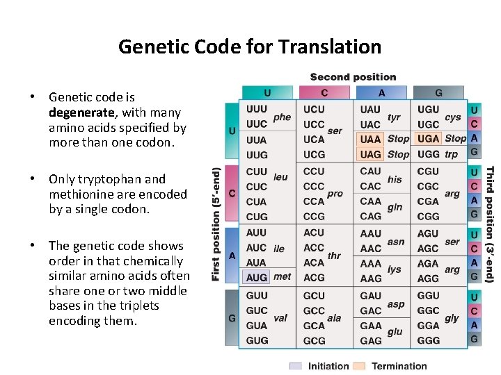Genetic Code for Translation • Genetic code is degenerate, with many amino acids specified
