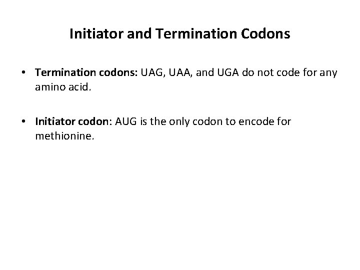 Initiator and Termination Codons • Termination codons: UAG, UAA, and UGA do not code