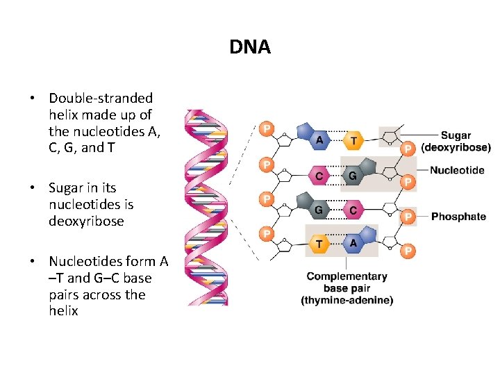 DNA • Double-stranded helix made up of the nucleotides A, C, G, and T