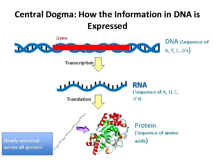 Central Dogma: How the Information in DNA is Expressed Gene DNA (Sequence of A,