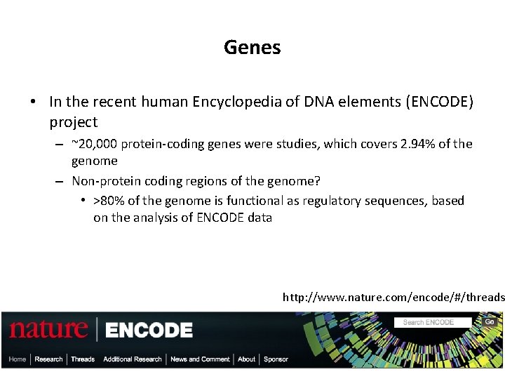 Genes • In the recent human Encyclopedia of DNA elements (ENCODE) project – ~20,