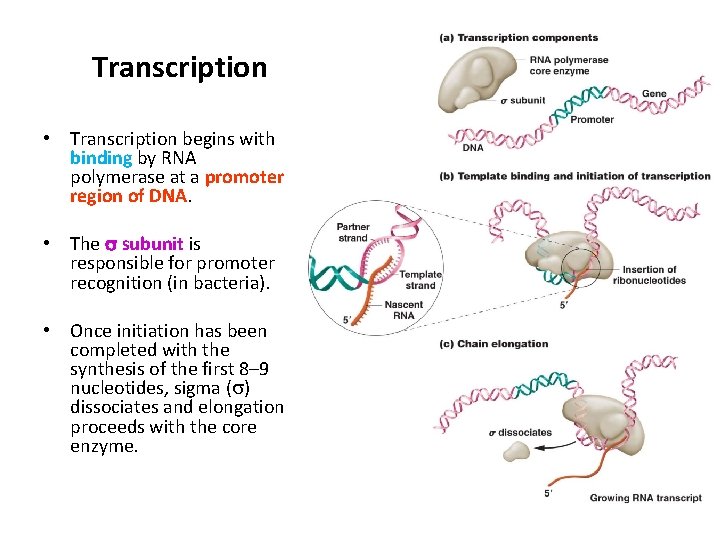 Transcription • Transcription begins with binding by RNA polymerase at a promoter region of