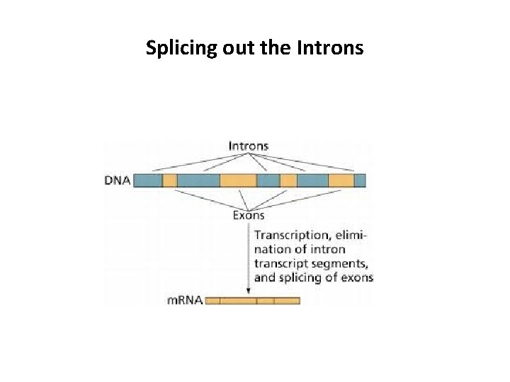 Splicing out the Introns 