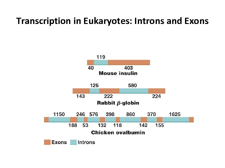 Transcription in Eukaryotes: Introns and Exons 