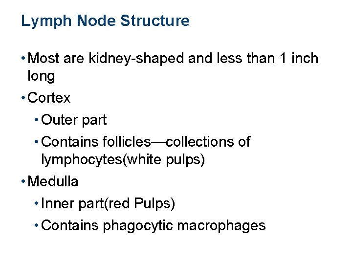 Lymph Node Structure • Most are kidney-shaped and less than 1 inch long •