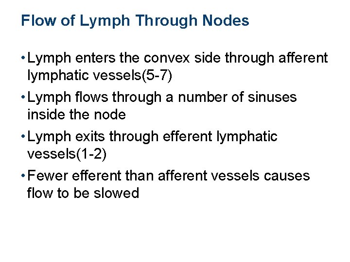 Flow of Lymph Through Nodes • Lymph enters the convex side through afferent lymphatic