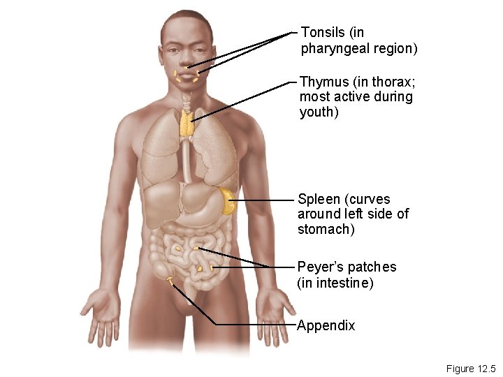 Tonsils (in pharyngeal region) Thymus (in thorax; most active during youth) Spleen (curves around