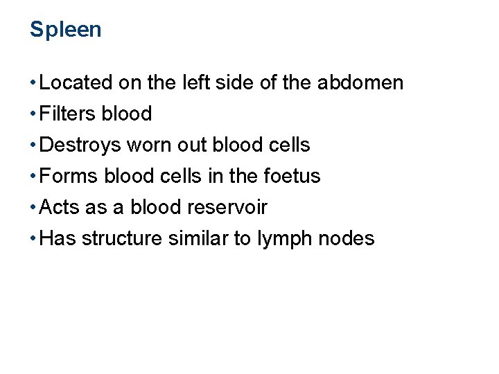 Spleen • Located on the left side of the abdomen • Filters blood •