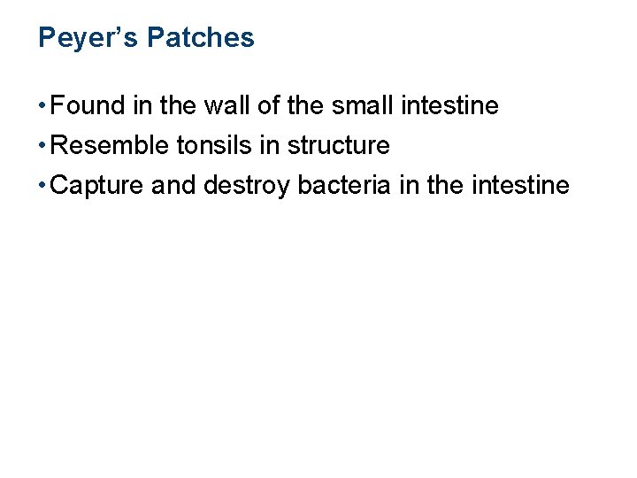 Peyer’s Patches • Found in the wall of the small intestine • Resemble tonsils