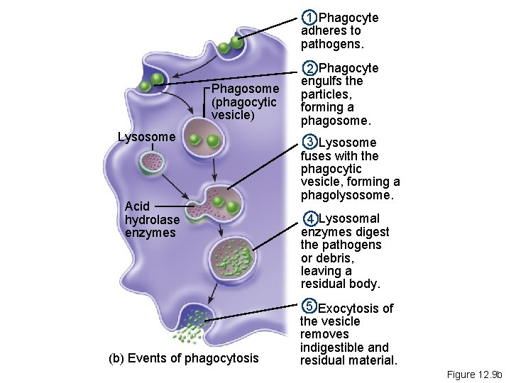 1 Phagocyte adheres to pathogens. Phagosome (phagocytic vesicle) Lysosome Acid hydrolase enzymes (b) Events