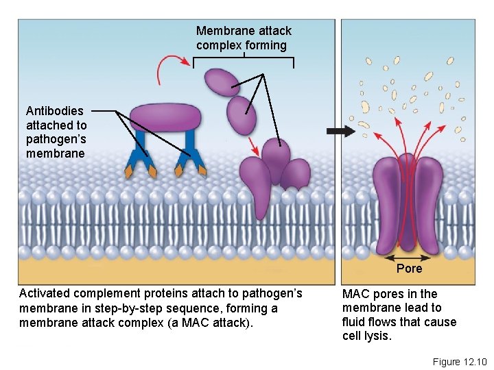 Membrane attack complex forming Antibodies attached to pathogen’s membrane Pore Activated complement proteins attach