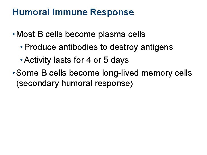 Humoral Immune Response • Most B cells become plasma cells • Produce antibodies to