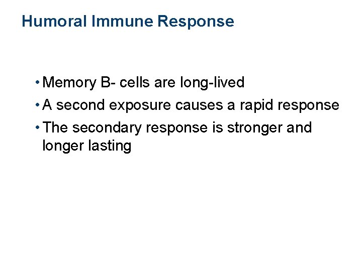 Humoral Immune Response • Memory B- cells are long-lived • A second exposure causes