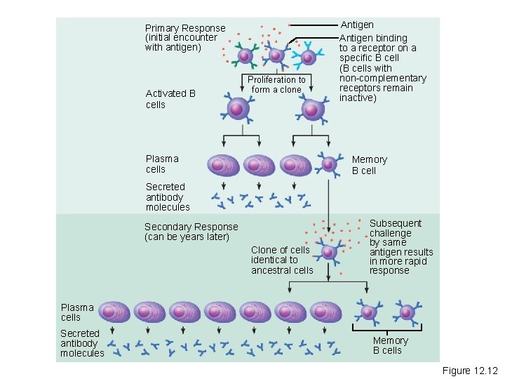 Primary Response (initial encounter with antigen) Activated B cells Proliferation to form a clone