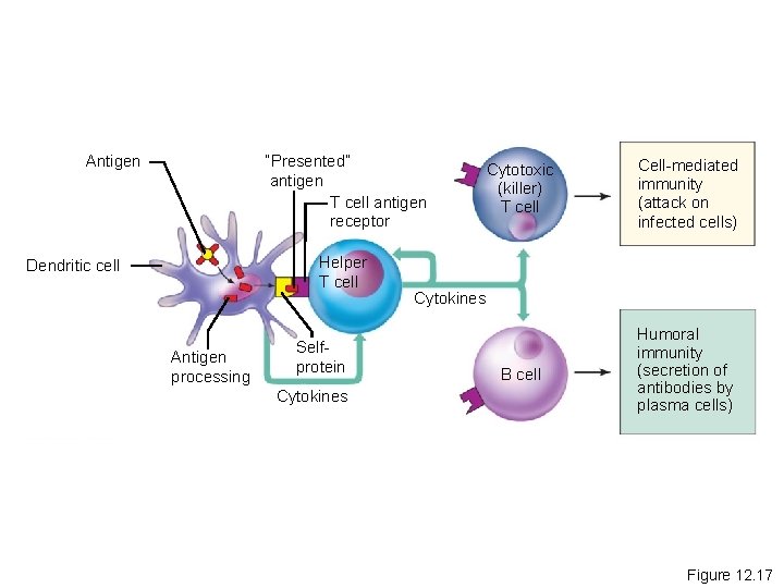Antigen “Presented” antigen T cell antigen receptor Helper T cell Dendritic cell Antigen processing