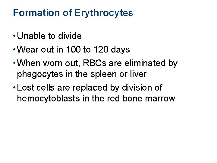 Formation of Erythrocytes • Unable to divide • Wear out in 100 to 120