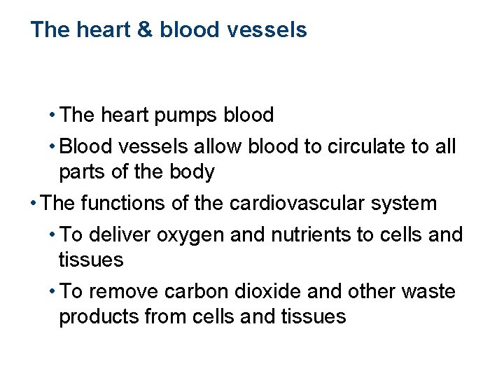 The heart & blood vessels • The heart pumps blood • Blood vessels allow
