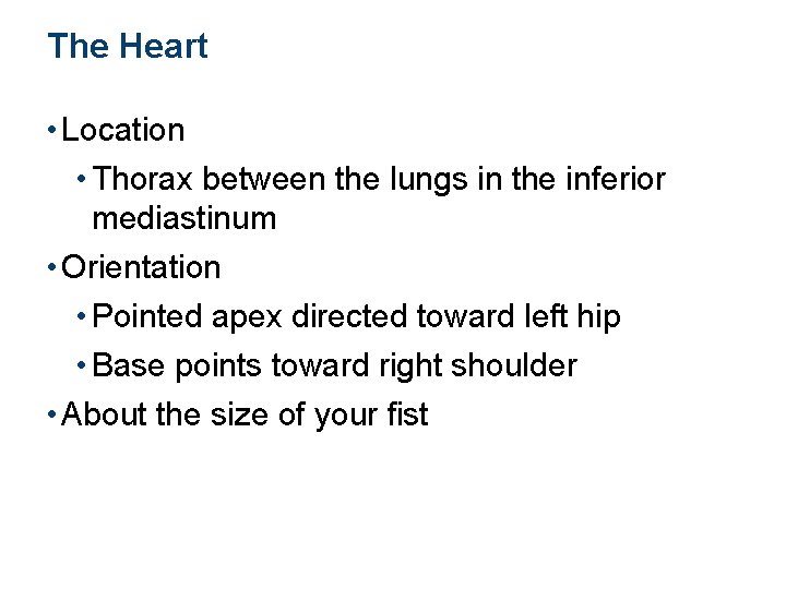 The Heart • Location • Thorax between the lungs in the inferior mediastinum •