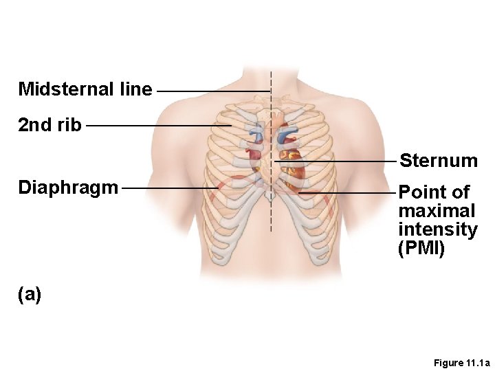 Midsternal line 2 nd rib Sternum Diaphragm Point of maximal intensity (PMI) (a) Figure
