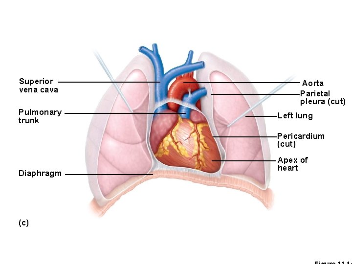 Superior vena cava Pulmonary trunk Diaphragm Aorta Parietal pleura (cut) Left lung Pericardium (cut)