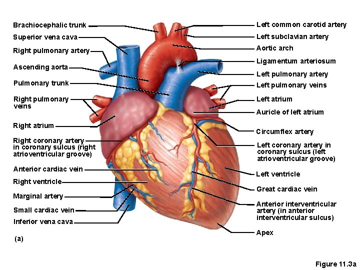 Brachiocephalic trunk Left common carotid artery Superior vena cava Left subclavian artery y Right